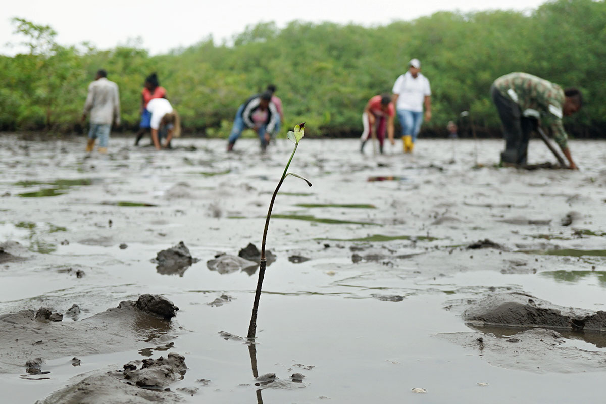 Plantado por miembros de la organización ACOPI, socio de la iniciativa 'Raices', un retoño de manglar crece en el estero de San Luis, en Tumaco, Colombia. 