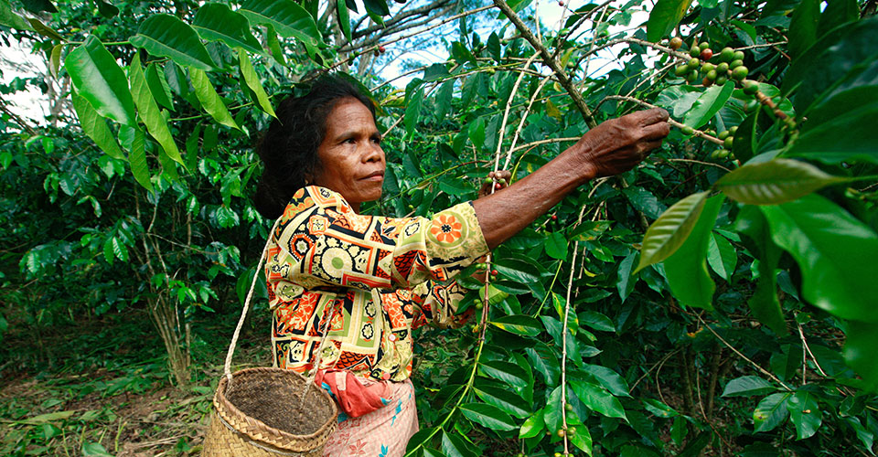 A coffee harvester in Timor Leste. Photo: UN Photo/Martine Perret