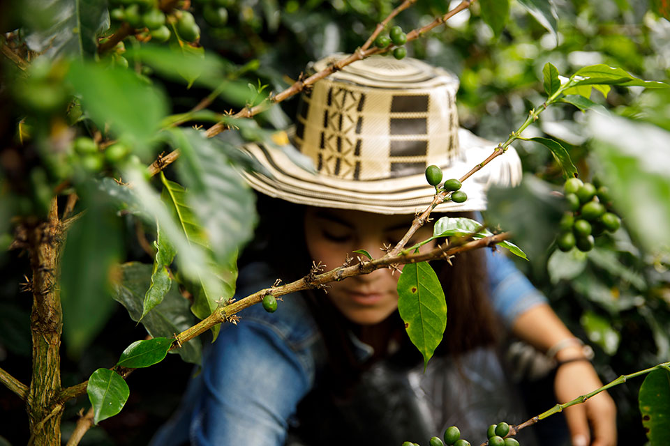 A woman picks coffee in a farm near Tablon de Gomez, in the of Nariño region of Colombia. Photo: UN Women/Ryan Brown