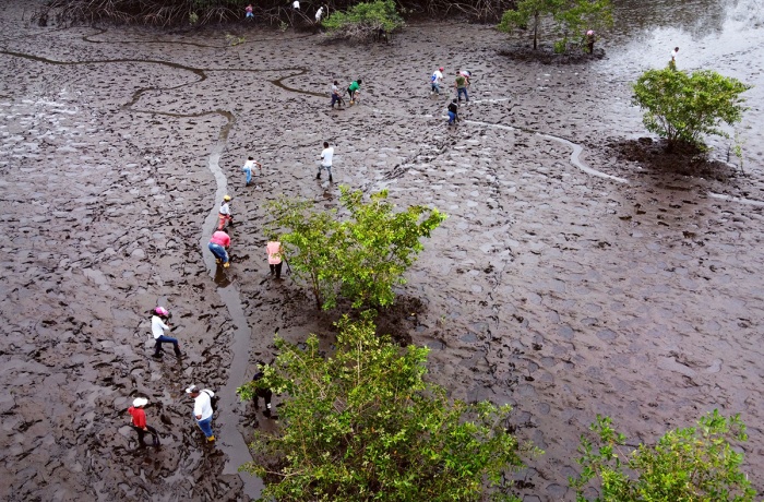 An overhead view of the San Luis estuary in Tumaco, Colombia shows members of of the organization ACOPI Nariño, a partner of the 'Raices' initiative, working to restore the Mangrove forest by planting seedlings and removing waste.