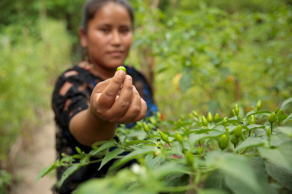 Elena Sam Pec vit à Puente Viejo, une communauté autochtone principalement agraire du Guatemala. Les femmes du village participent à un programme conjoint des Nations Unies grâce auquel elles peuvent se procurer des semences et des engrais et recevoir une formation agricole, ce qui permet ainsi à plus de 1 600 femmes rurales de devenir économiquement autonomes.