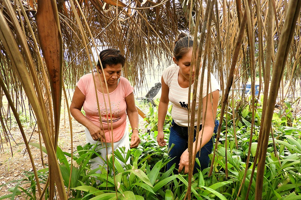 In the northern Bolivian Amazon, a sustainable venture is involving the local community in processing wild fruits from the Amazon jungle, and at the same time, protecting the forests against felling of trees and pollution. Photo: UN Women/Teófila Guarachi.