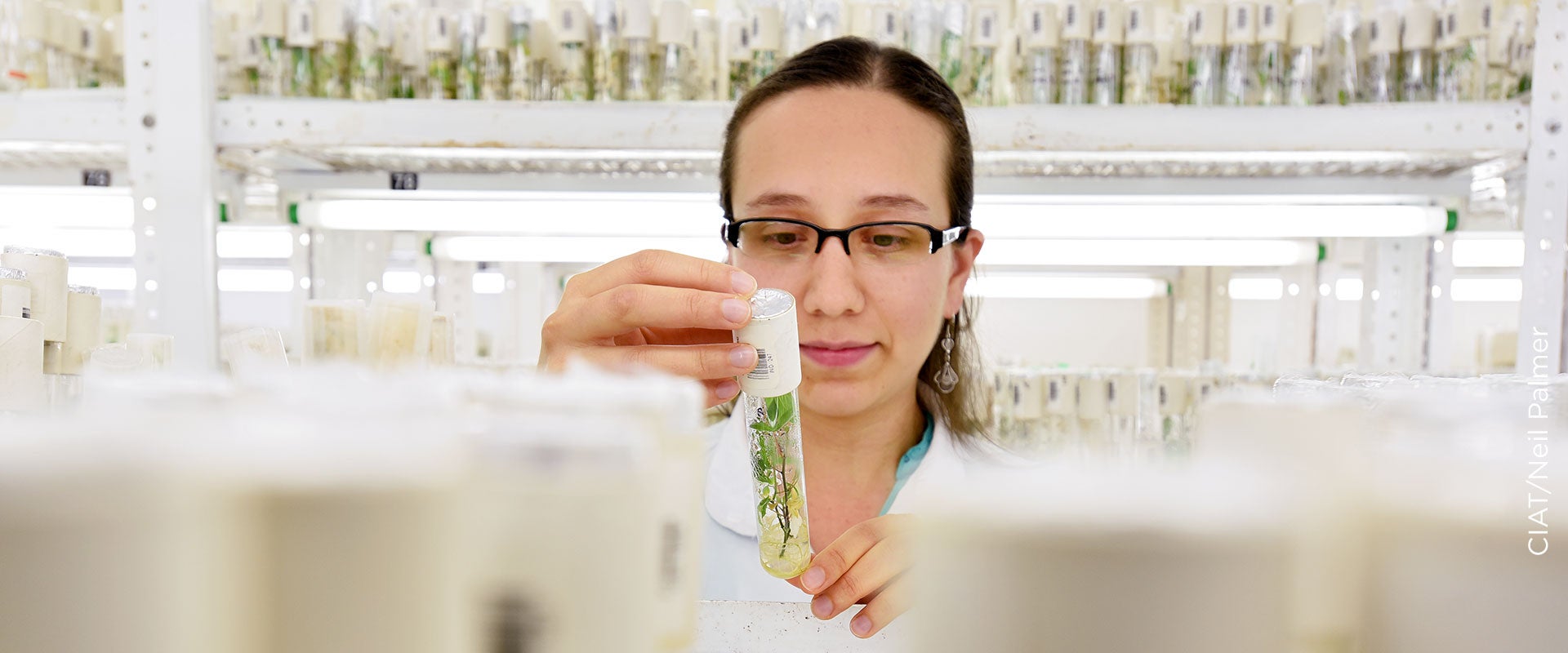 Un trabajador del Área de Investigación en Agrobiodiversidad del Centro Internacional de Agricultura Tropical (CIAT) sostiene una plántula en un frasco de vidrio. Foto: CIAT/Neil Palmer.