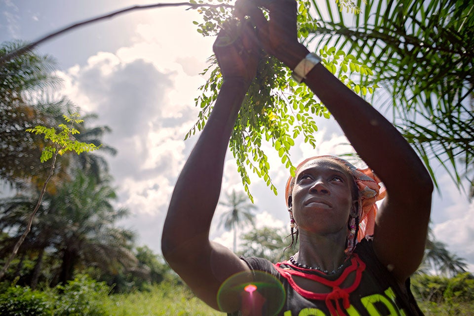 En Guinea, las mujeres de las zonas rurales constituyen cooperativas donde aprenden a cultivar un árbol rico en vitaminas llamado Moringa, y a limpiar, secar y vender sus hojas.