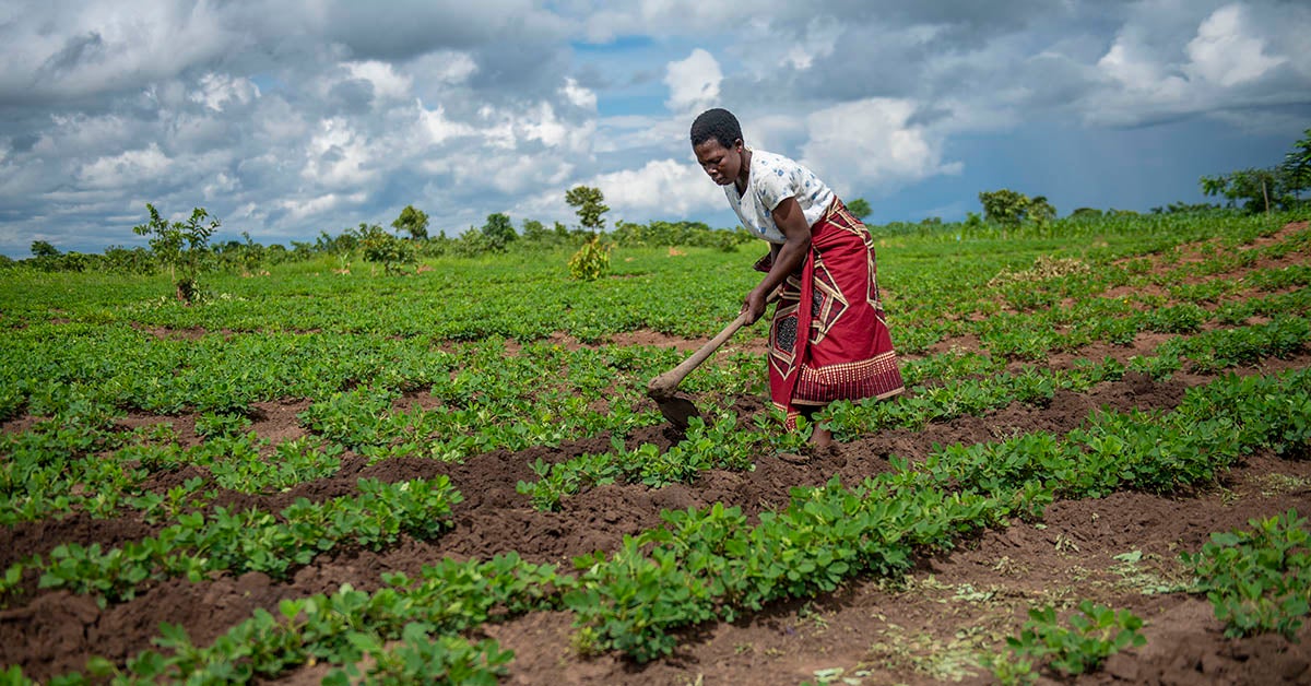 UN Women uses funds from Standard Bank to increase women’s agricultural productivity using climate smart techniques like double row planting and providing early weather information. Photo: UN Women/Bennie Khanyizira