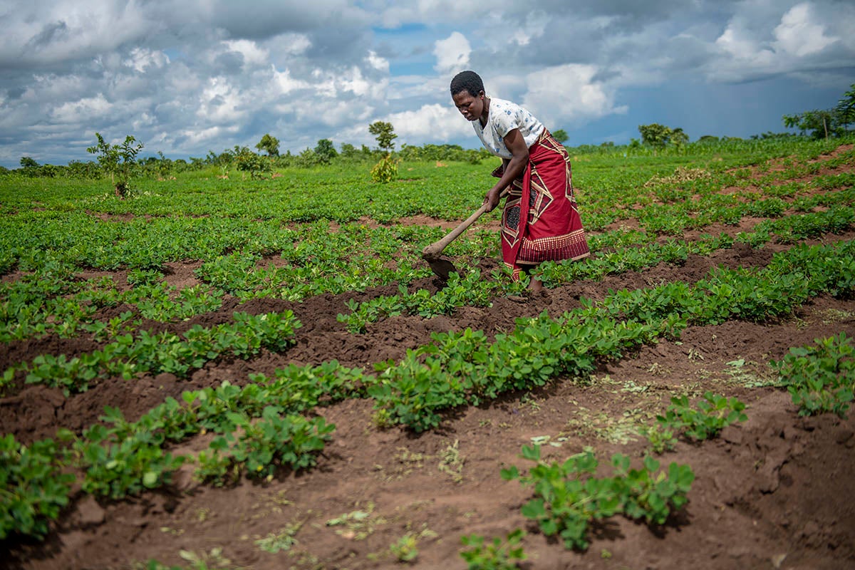 UN Women uses funds from Standard Bank to increase women’s agricultural productivity using climate smart techniques like double row planting and providing early weather information. Photo: UN Women/Bennie Khanyizira