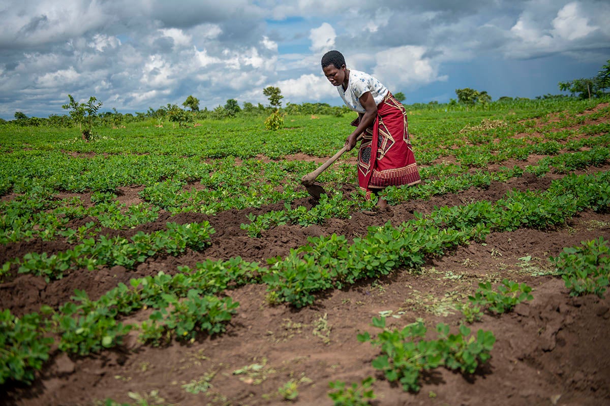 On Africa's farms, the forecast calls for adaptation and innovation