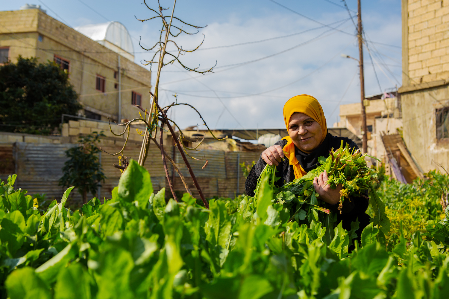 A woman in a vegetable garden holding harvested greens.