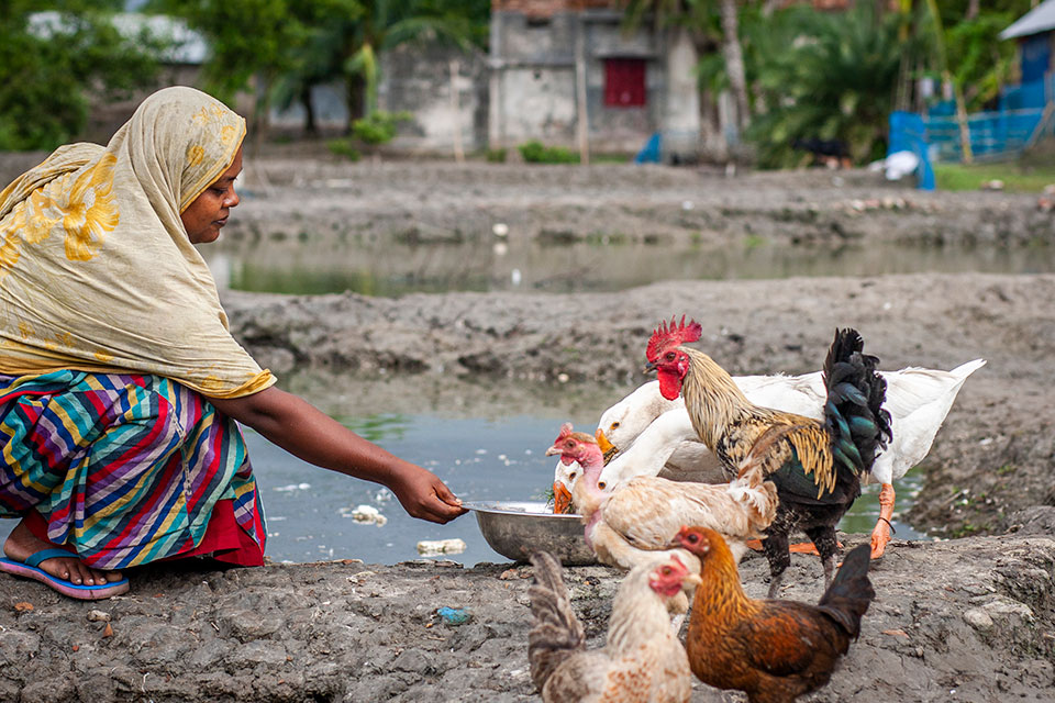 Mahmuda Khatun, 30, in Barakuput village at Atulia union of Shyamnagar upazila in Khulna, generates income for her family by raising  poultry following training and a loan from the Prerona Foundation), a local women’s organization supported by UN Women. Photo: UN Women/Fahad Kaizer