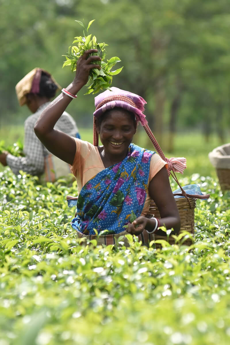 Since 2017, many women in the Assam tea estates have become members of women’s empowerment groups, Jugnu Clubs. Photo: UN Women/Biju Boro.