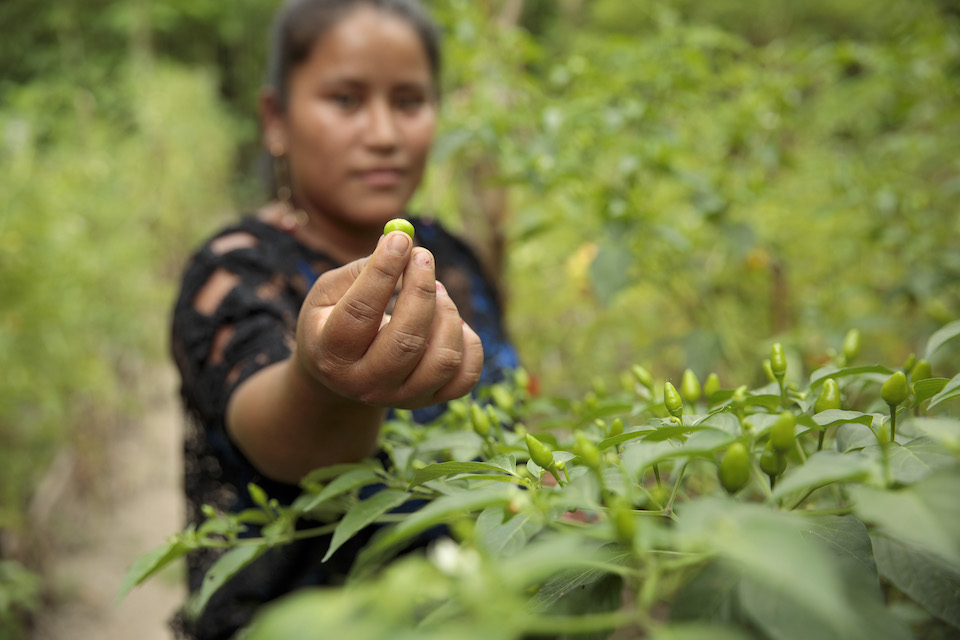 Elena Sam Pec vive en Puente Viejo, una comunidad en Guatemala caracterizada por ser mayormente indígena y agrícola. Las mujeres de la aldea participan en un programa conjunto de las Naciones Unidas que provee semillas, fertilizantes y formación en agricultura, y empodera a más de 1600 mujeres rurales para fomentar su independencia económica.