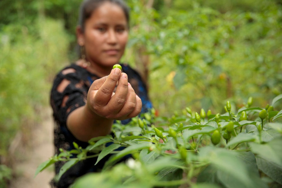 Elena Sam Pec vive en Puente Viejo, una comunidad en Guatemala caracterizada por ser mayormente indígena y agrícola. Las mujeres de la aldea participan en un programa conjunto de las Naciones Unidas que provee semillas, fertilizantes y formación en agricultura, y empodera a más de 1600 mujeres rurales para fomentar su independencia económica.