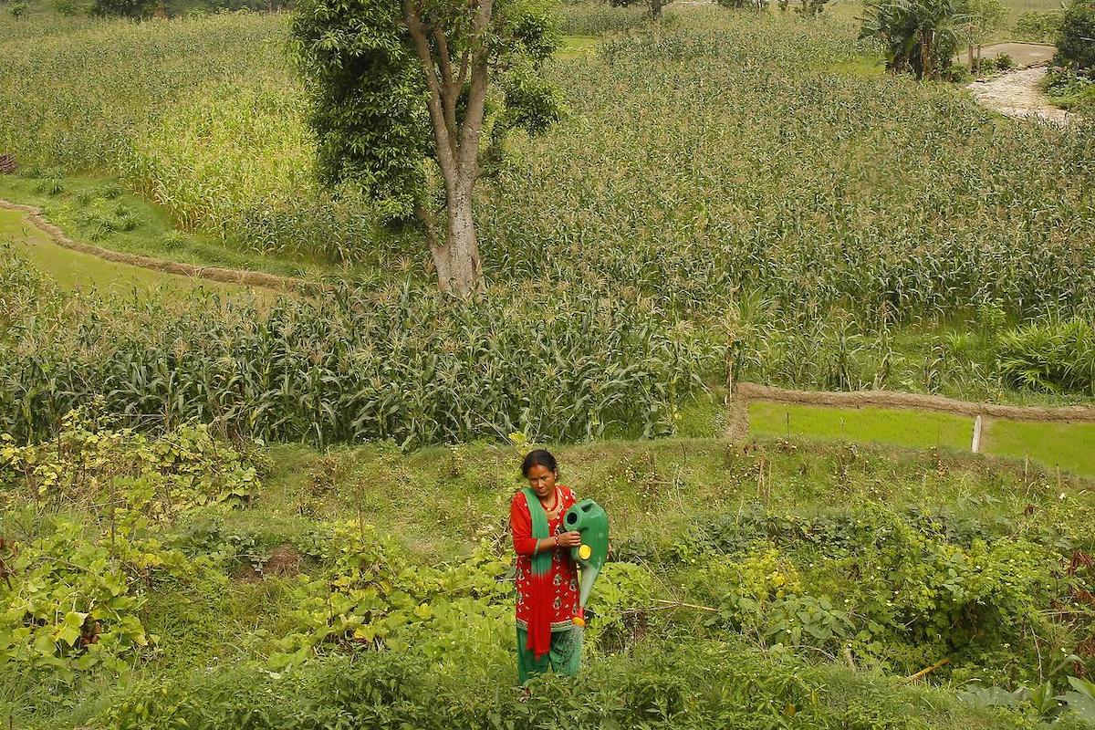 Chandra Kala Thapa trabaja en los campos cerca de la aldea de Chatiune en el distrito de Sindhuli, Nepal. Foto: ONU Mujeres/Narendra Shrestha