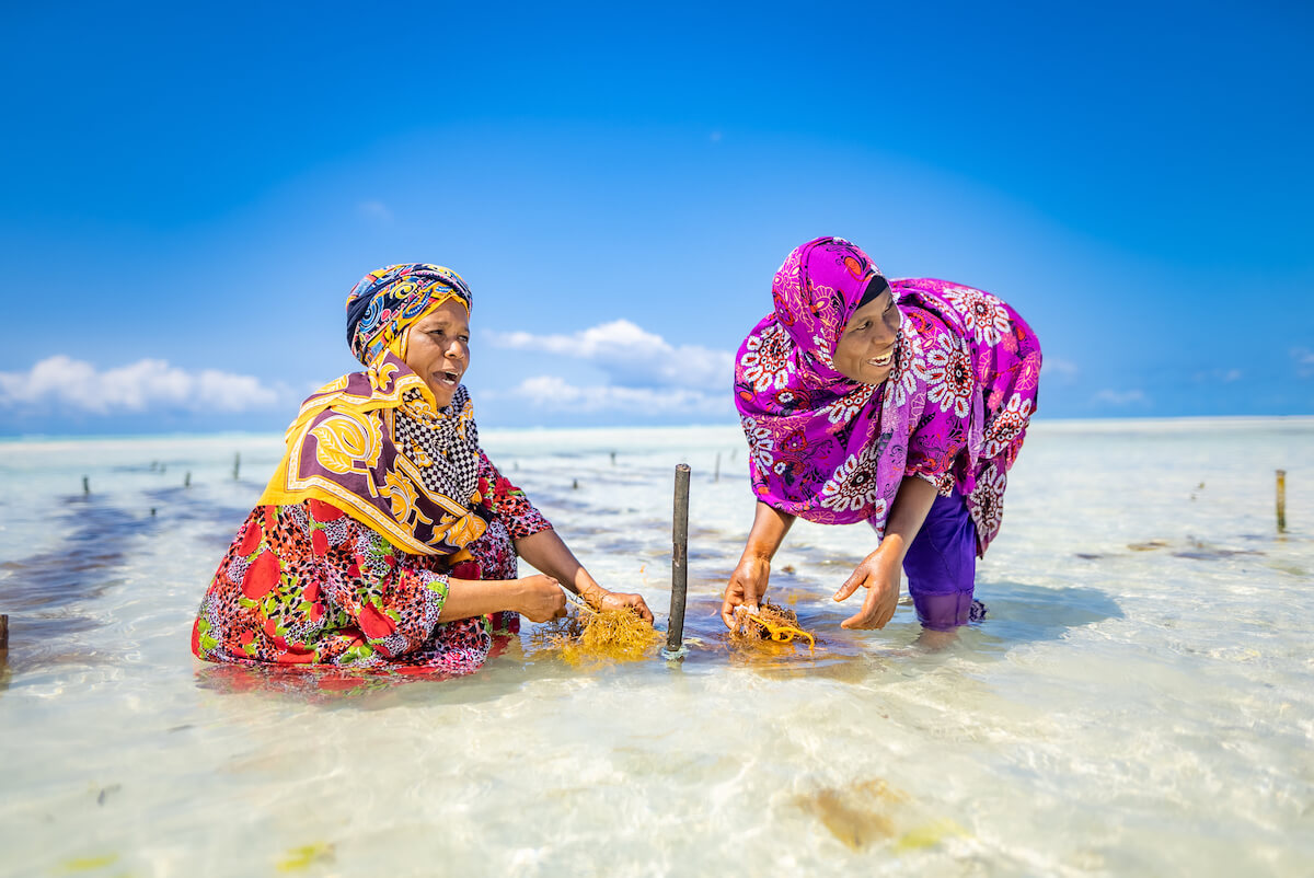 Women in Tanzania harvesting seaweed. The Joint Programme on Women's Economic Empowerment (JP RWEE) will support rural women in improving production of seaweed using climate-smart agriculture. Photo: UN Women/Phil Kabuje