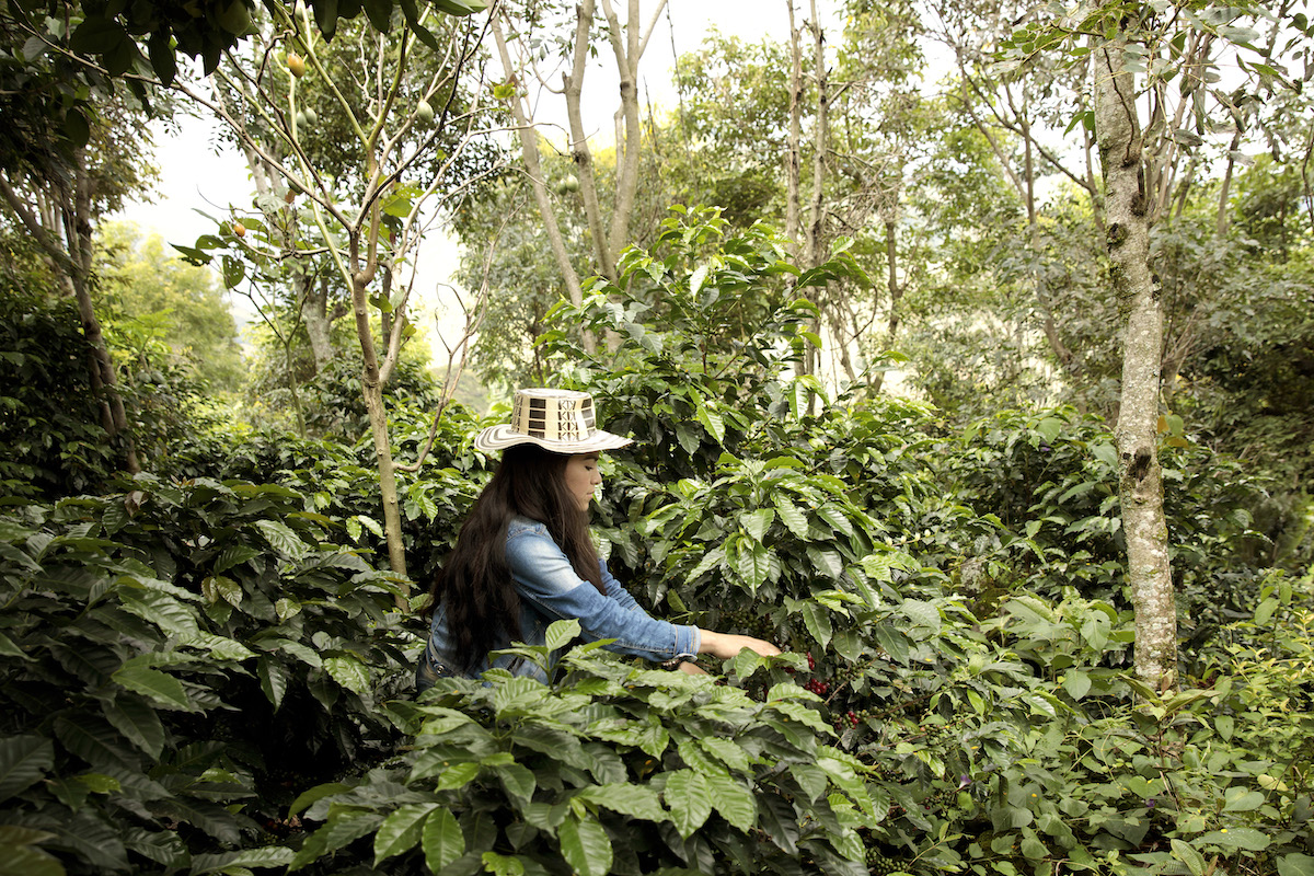 Una productora de café colombiana en la región de Nariño, Colombia. Fotografía: ONU Mujeres/Ryan Brown