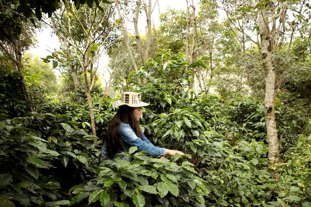Productrice de café colombien dans la région de Nariño, Colombie. Photo : ONU Femmes/Ryan Brown