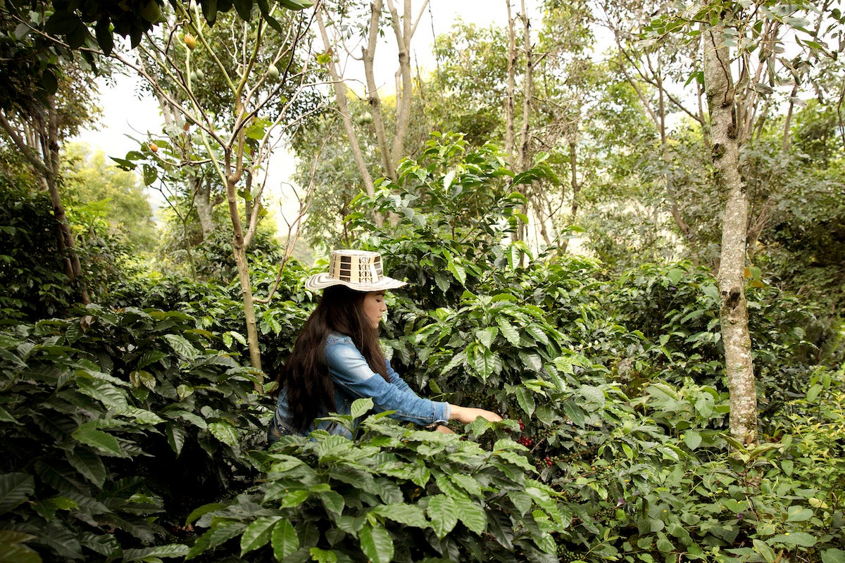 Productrice de café colombien dans la région de Nariño, Colombie. Photo : ONU Femmes/Ryan Brown