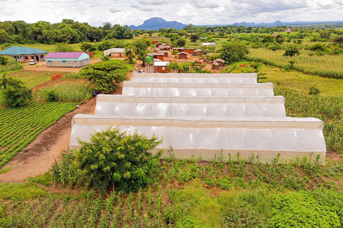 Les serres des coopératives Kambuku se trouvent dans le district rural de Lilongwe au Malawi. 