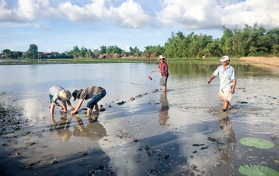 With UN Women’s support, Linh and the villagers were trained in new skills to plant lotus following the standards of Vietnamese Good Agricultural Practices. Photo: UN Women/Pham Phuong