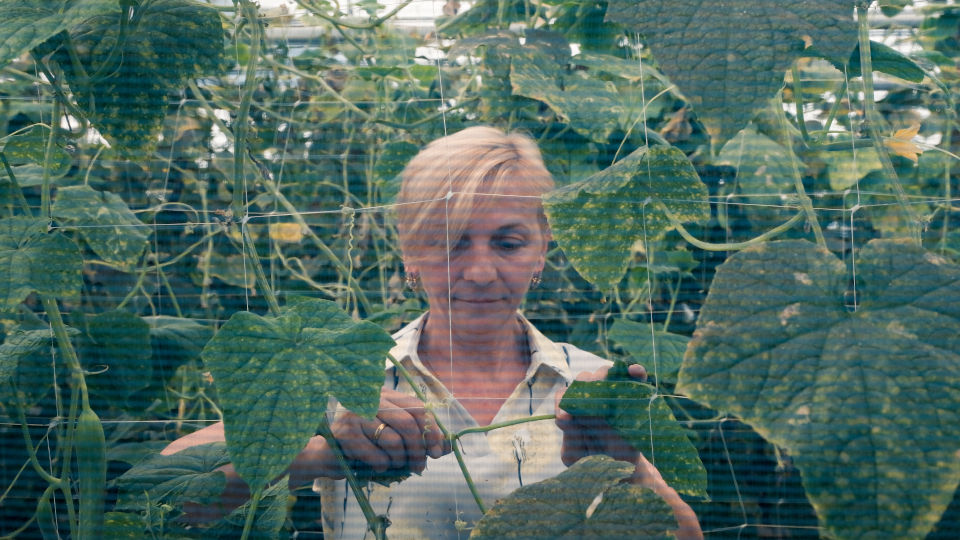 Keti Tomeishvili working in her greenhouse. Photo: UN Women/Tako Robakidze