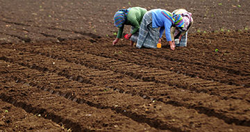 Three women plant seeds in a farm in Chimaltenango, Guatemala. Photo: Maria Fleischmann / World Bank