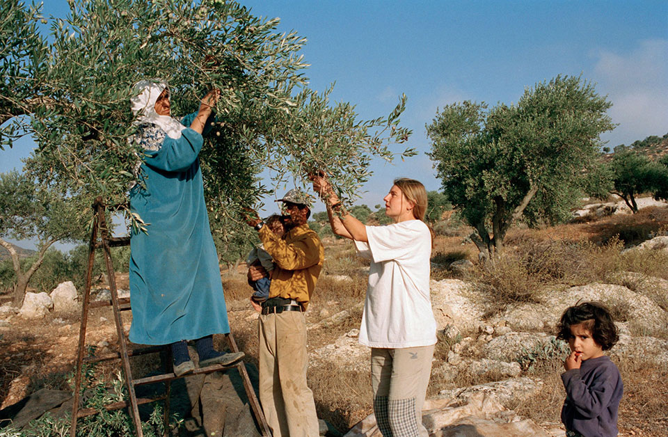 West Bank. Village of Yanoon. 2002. Palestinian olive harvesters work with the help of Israel-based peace activists Ta’ayush (Arabic for “living together”). Peace between Israel and Palestine remains fragile, despite international mediation efforts. This photo illustrates local efforts involving Israelis and Palestinians working together daily, promoting promoting non-violence and peaceful coexistence.  ©Patrick Zachmann/Magnum Photos