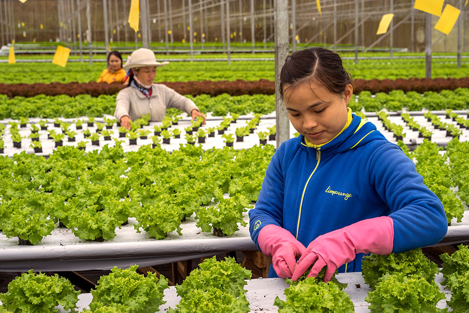 Ho Thi Thuy, 29, left Viet Nam to find a higher paying job at a specialized hydroponic lettuce farm in Malaysia. Photo: UN Women/Staton Winter
