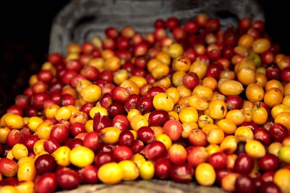 Red and yellow coffee cherries