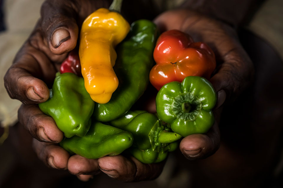 Market vendor Loa Qula displays her peppers for sale at Gizo Market. Photo: UN Women/ Andrew Plant