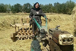 Atefe Mansoori, 52, from Afghanistan, is Director of Abdullah Muslim Company, which processes and exports saffron.