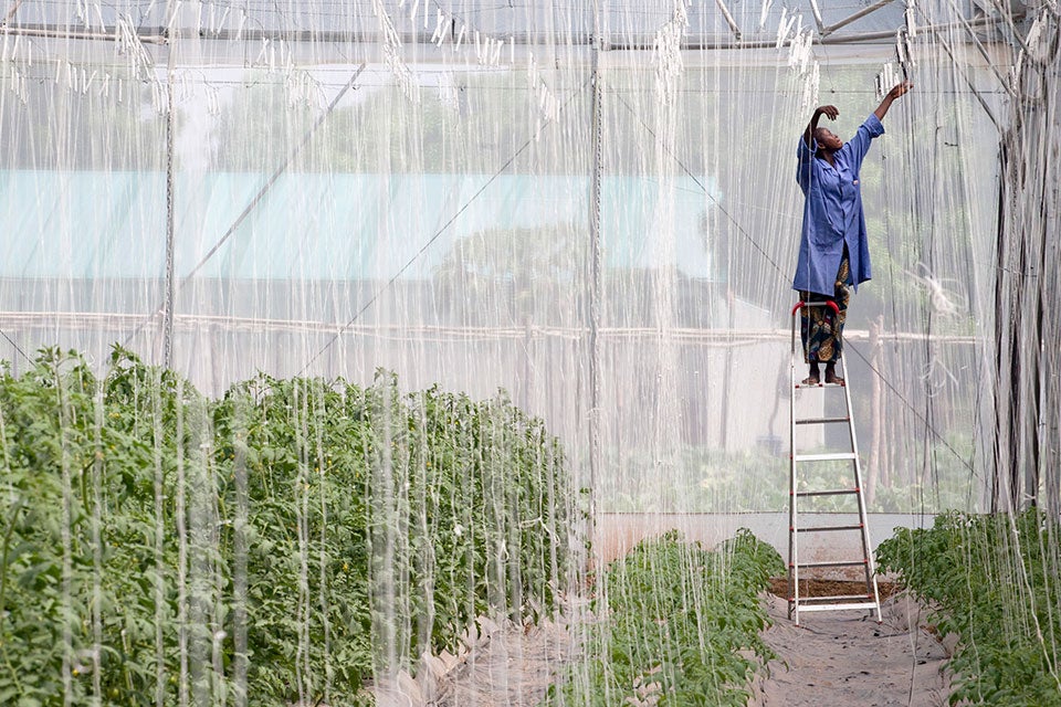 Aminata Traore works in the greenhouse of Sidibe Argo-Techniques in Katibougou Village, outside Bamako, Mali on November 3, 2013. Sidibe Argo-Techniques is growing watermelons, sweet peppers, tomatoes and other vegetables.   Photo: World Bank/Dominic Chavez