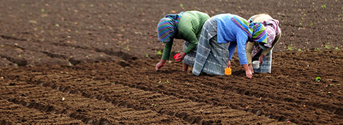 Rural women farmers plant seeds
