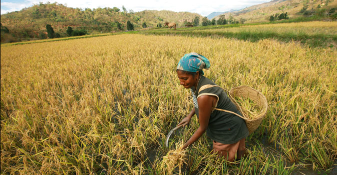 Timorese farmer