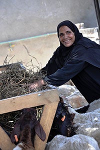 Hajja Zeinab, member of the cooperative, happily working and preparing food for sheep and cattle, at the cooperative at Al Tod village, Luxor governorate, Egypt. Photo: UN Women/Fatma Yassin