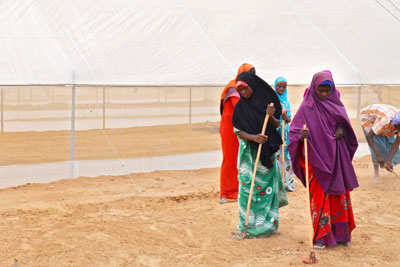 Somali women refugees raking