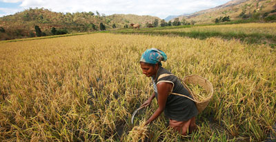 Woman farmer in field