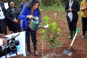 Puri tree planting EN