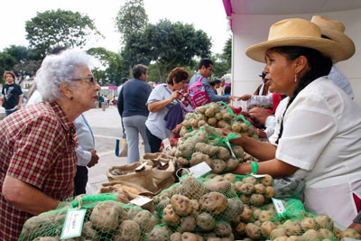 Quechua women are committed to local agriculture and grow potatoes in the Laramate region. Photo courtesy of CHIRAPAQ.