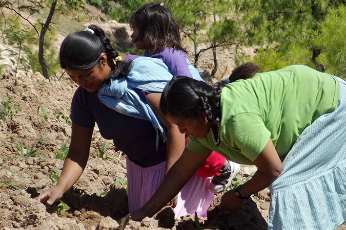Rural women carrying out agricultural production activities on allotments.  Photo courtesy of the Instituto para las Mujeres en la Migración.