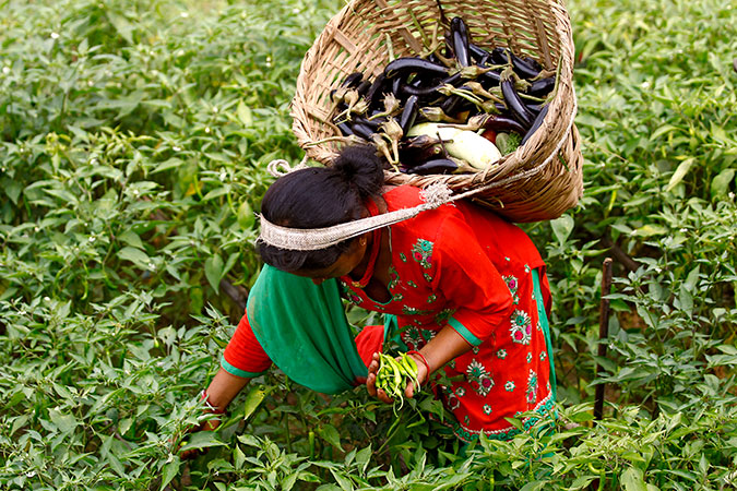 With support from the Joint Programme, Chandra Kala Thapa converted her field from grain production to high-value vegetables such as eggplant. Photo: UN Women/Narendra Shrestha