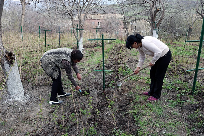 Lusine Yazoulyan and another member of the Ashotavan community Women's Group, working on their new raspberry orchard. Green Lane is providing them with seedlings and beehives. Photo: Green Lane/Armen Sarukhanyan