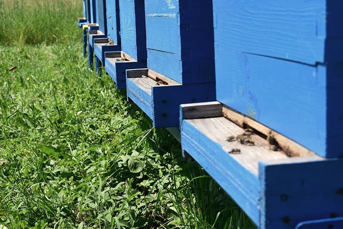 Mujeres sobrevivientes de violencia sexual relacionada con el conflicto recibieron subvenciones para la apicultura y la producción de miel, incluida la compra de colmenas, equipos de apicultura, abejas y reina. Foto: Dorina Babuni.