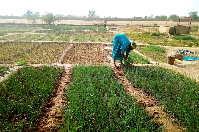 Women farmers cultivating in shallots. Photo: UN Women