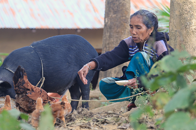 Kalabi Chakma, 42 years old, lost her husband in the 2017 landslide. With the help of the financial grants she received, she has is raising pigs and chickens and saving money for the future. Photo: UN Women/Jewel Chakma