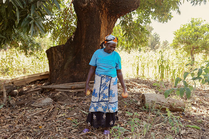 Teresia Kawira examines the mangoes in her farm. She often loses a lot of her crop in the absence of adequate facilities to process and preserve the fruit. Photo UN Women Africa