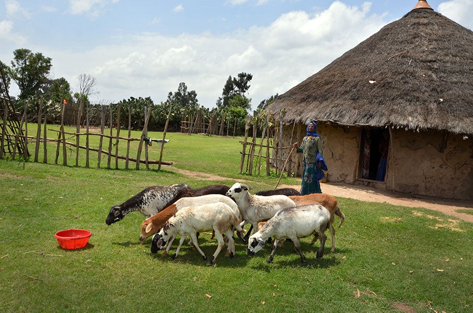 Kamso Bame takes care of her sheep by her grass-roofed house. Among her long-term plans are to build a new roof with corrugated iron sheets. (Photo: UN Women/Fikerte Abebe)