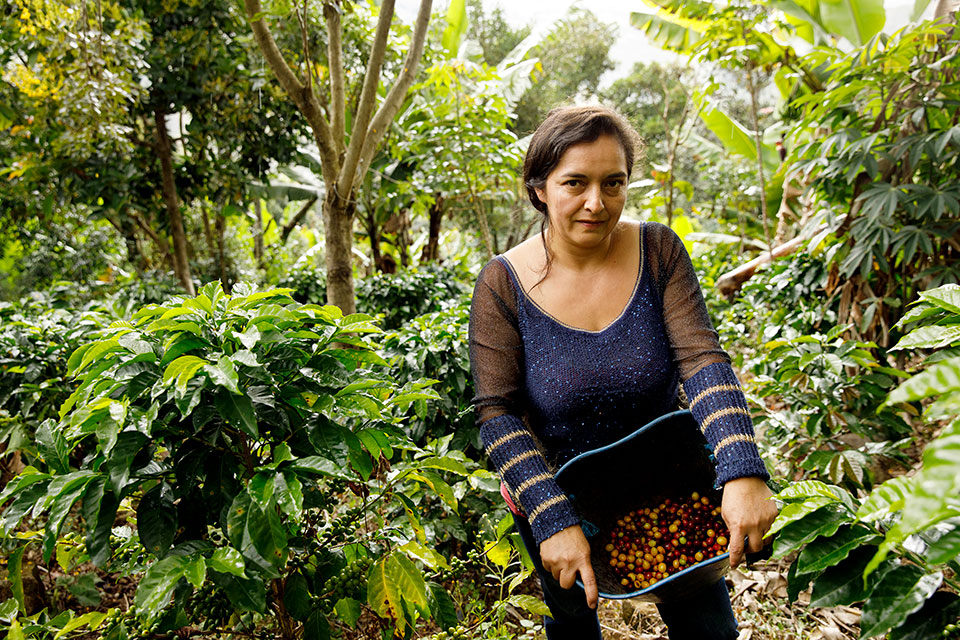 Cielo Gomez picks coffee berries on her farm. Photo: UN Women/Ryan Brown