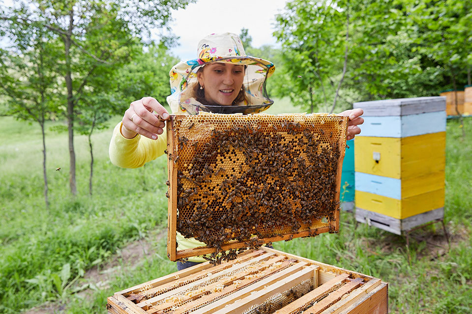 Victoria Sobol, manager of Stupina Codrilor, with her bees and bee hives . Photo: UN Women/Aurel Obreja