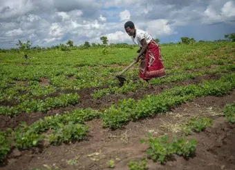 UN Women uses funds from Standard Bank to increase women’s agricultural productivity using climate smart techniques like double row planting and providing early weather information. Photo: UN Women/Bennie Khanyizira