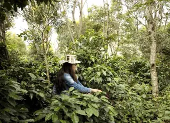 A Colombian coffee grower in the of Nariño region of Colombia. Photo: UN Women/Ryan Brown